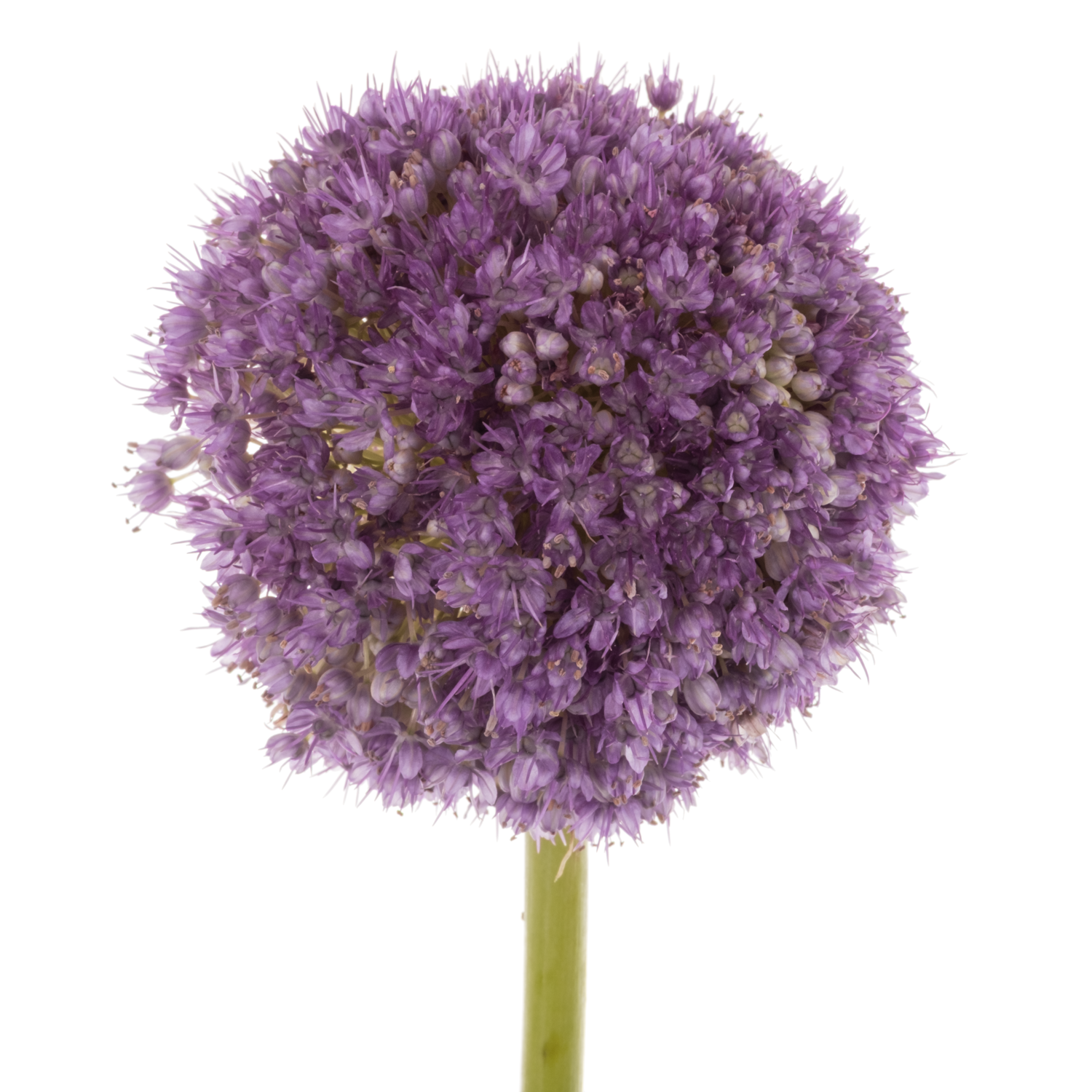 Allium lila Kugel Gigant 60cm