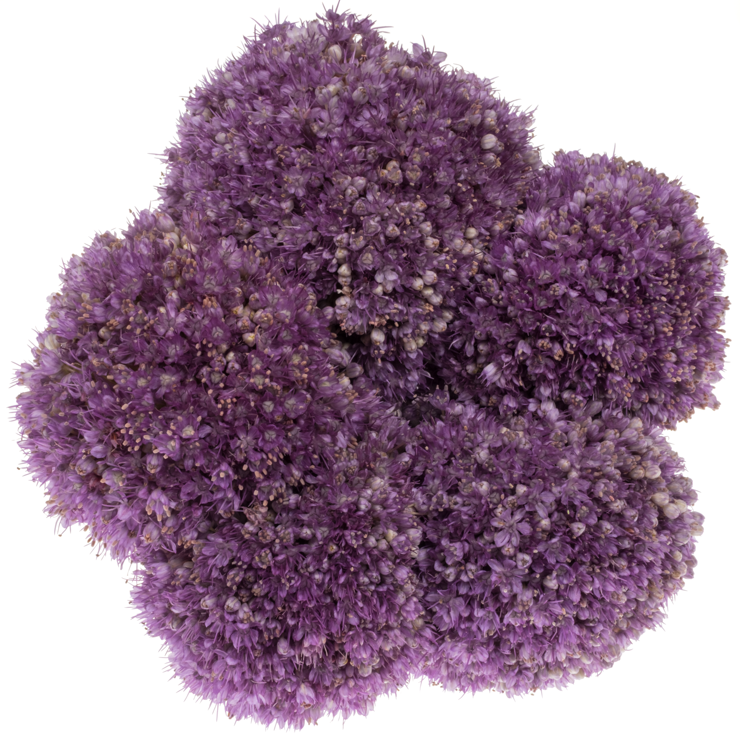 Allium lila Kugel Gigant 60cm