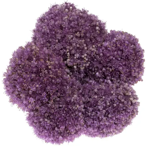 Allium lila Kugel Gigant 60cm