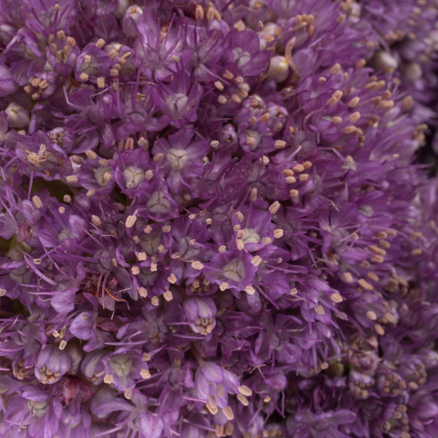 Allium lila Kugel Gigant 60cm
