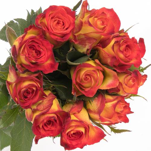 Rose gelb/rot Catch 60cm