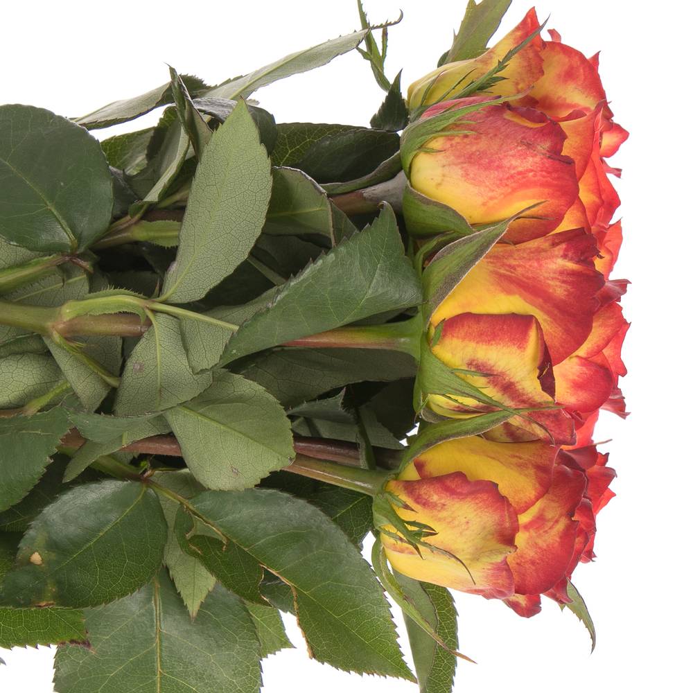 Rose gelb/rot Catch 60cm