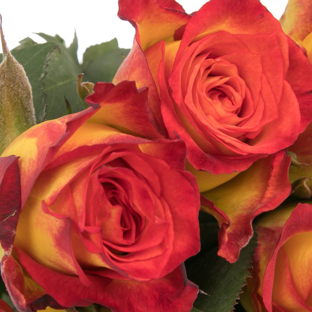 Rose gelb/rot Catch 60cm