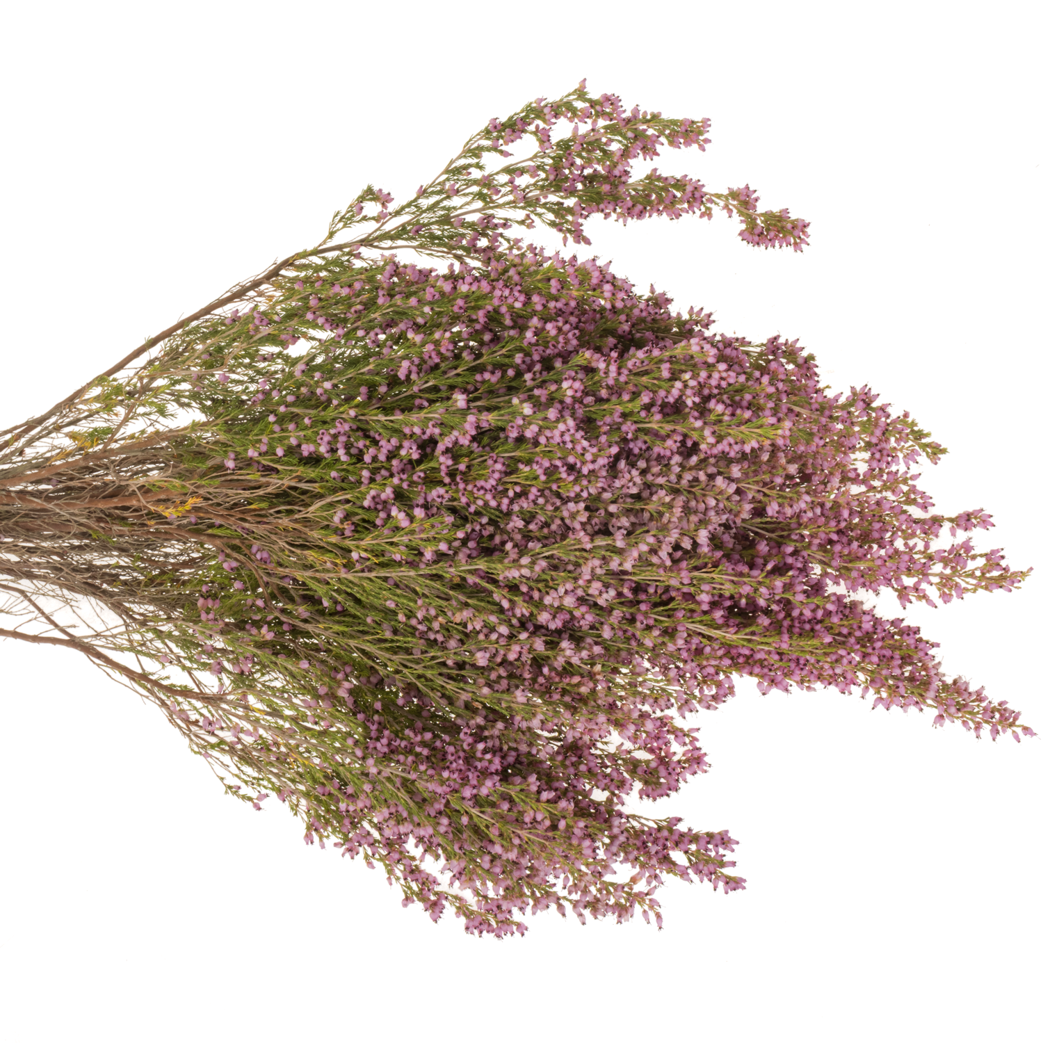 Erica rosa Sparsa 50cm