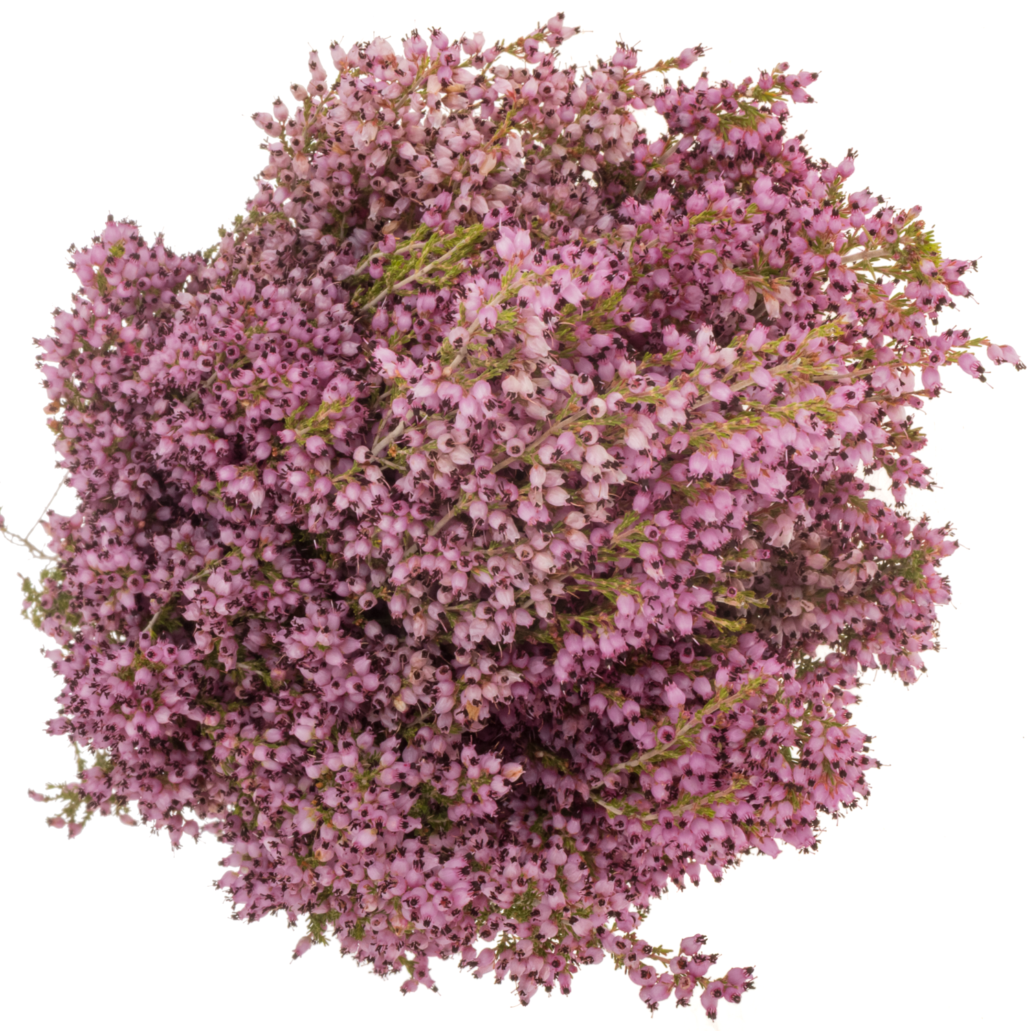 Erica rosa Sparsa 50cm