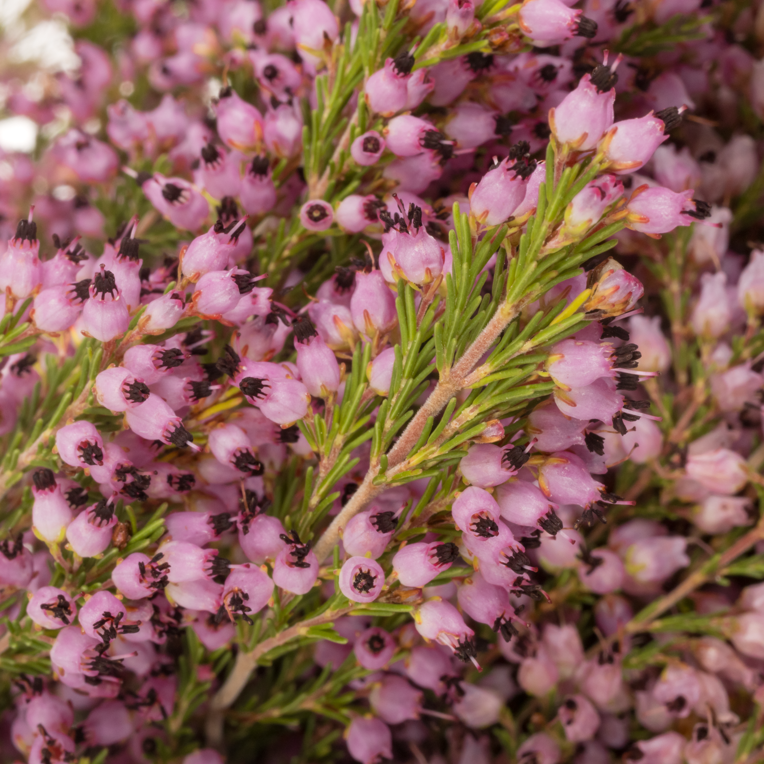 Erica rosa Sparsa 50cm