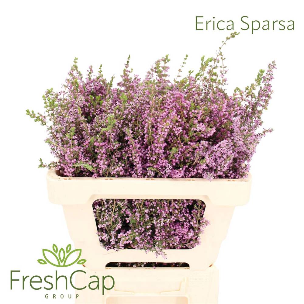 Erica rosa Sparsa 50cm