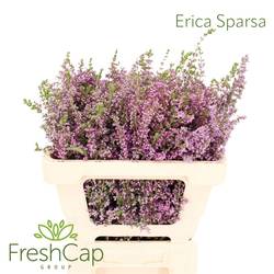 Erica rosa Sparsa 50cm