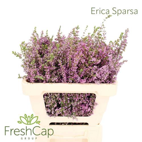 Erica rosa Sparsa 50cm