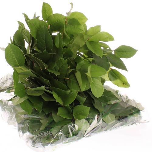 Salal grün Tips Sack 350 Gramm