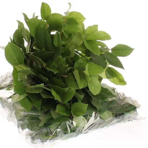 Salal grün Tips Sack 350 Gramm
