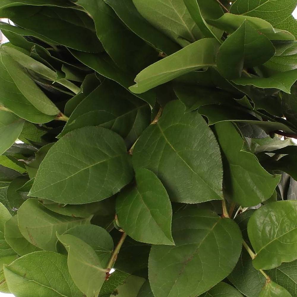 Salal grün Tips Sack 350 Gramm