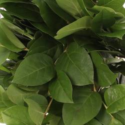 Salal grün Tips Sack 350 Gramm