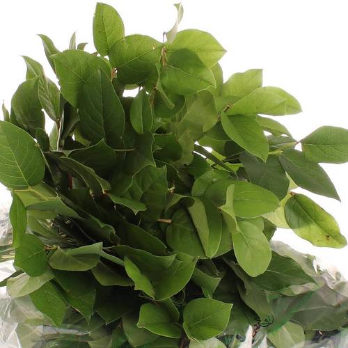 Salal grün Tips Sack 350 Gramm