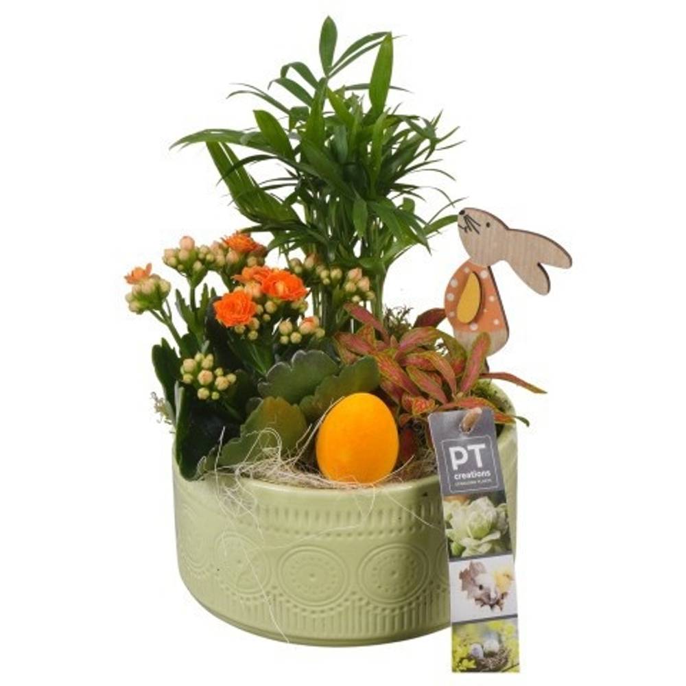 Chamaed.Arr PTPB6469 Ostern T15 H023