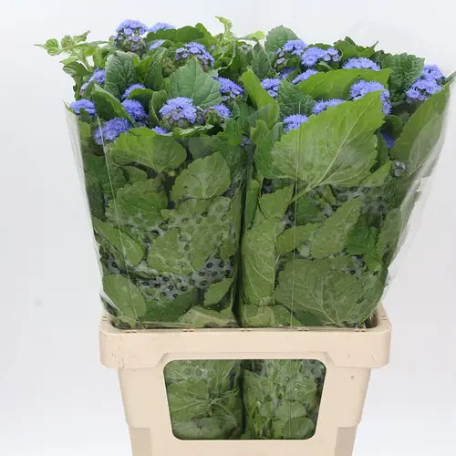 Ageratum lila Blue Planet 60cm