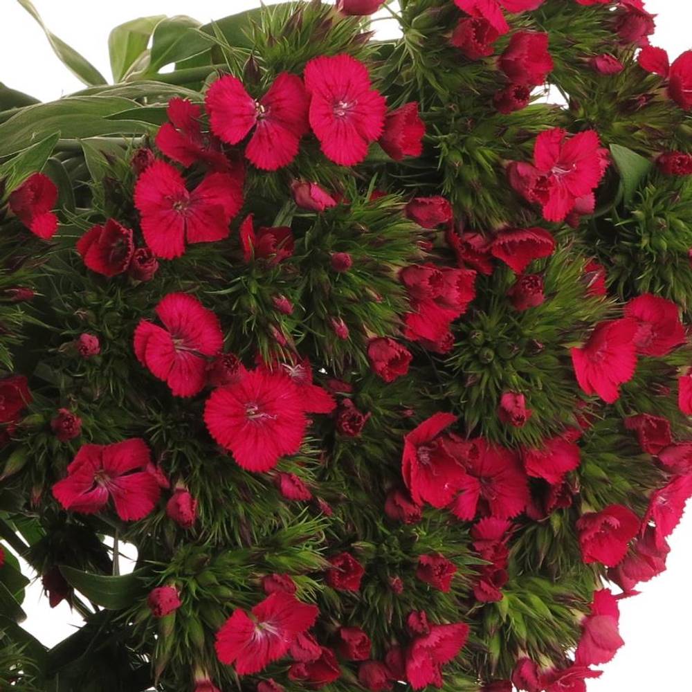 Bartnelke rosa Aldo Hot Pink 55cm