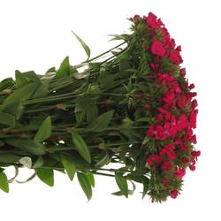 Bartnelke rosa Aldo Hot Pink 55cm