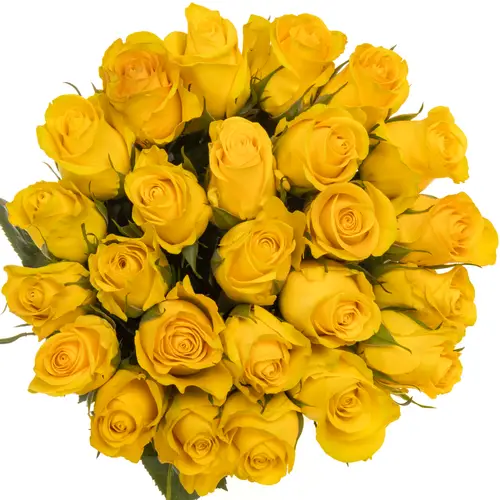 Rose gelb Brighton (Ec) 40cm