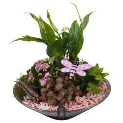 Spath.Arr PTIG2668 T26 H025