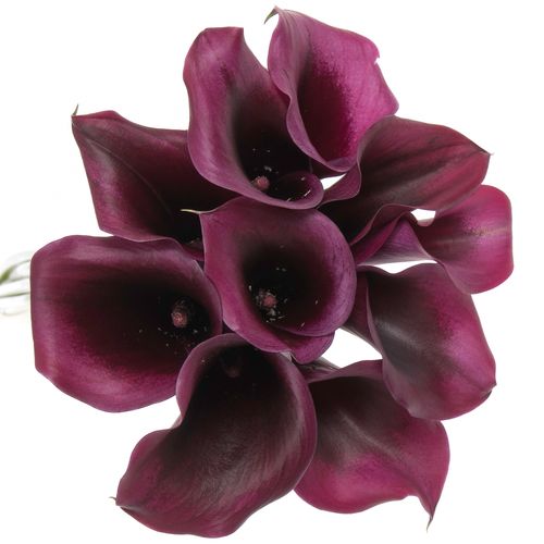 Calla lila Rudolph 45cm