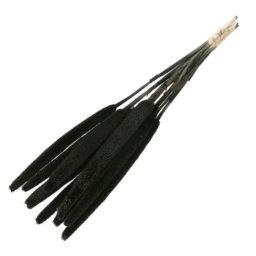 Trocken Bapala schwarz L65cm x10