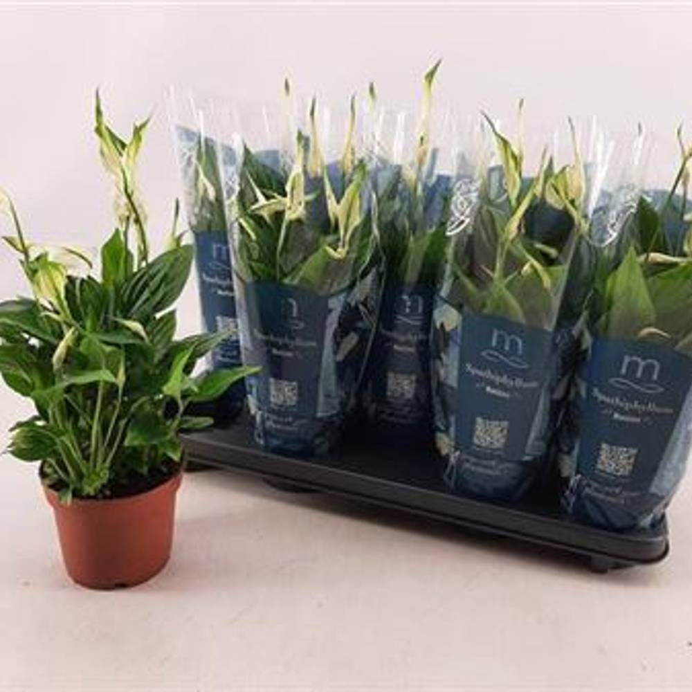 Spathiphyllum Bellini 8+ Schnapch. Von Uhr T13 H050