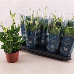 Spathiphyllum Bellini 8+ Schnapch. Von Uhr T13 H050