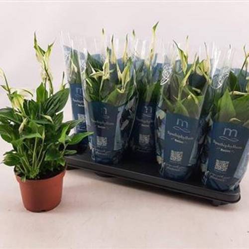 Spathiphyllum Bellini 8+ Schnapch. Von Uhr T13 H050