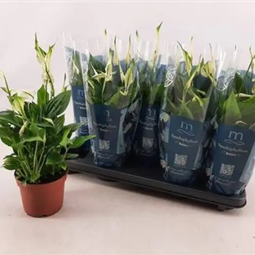 Spathiphyllum Bellini 8+ Schnapch. Von Uhr T13 H050