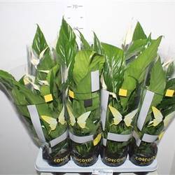Spathiphyllum Sweet Chico T13 H050
