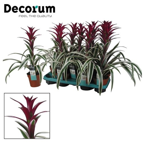 Guzmania lila Bunt Blatt T13 H55