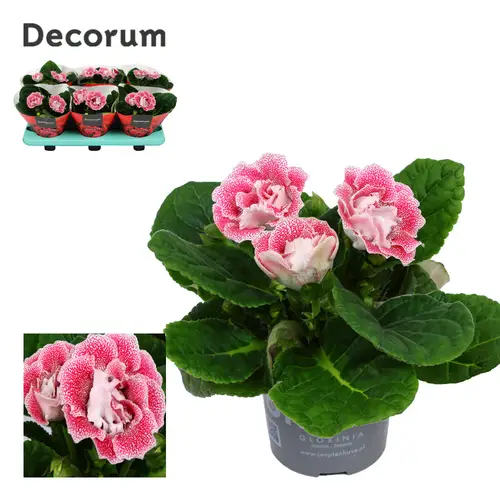 Gloxinia rosa weiss Spot T13 H020