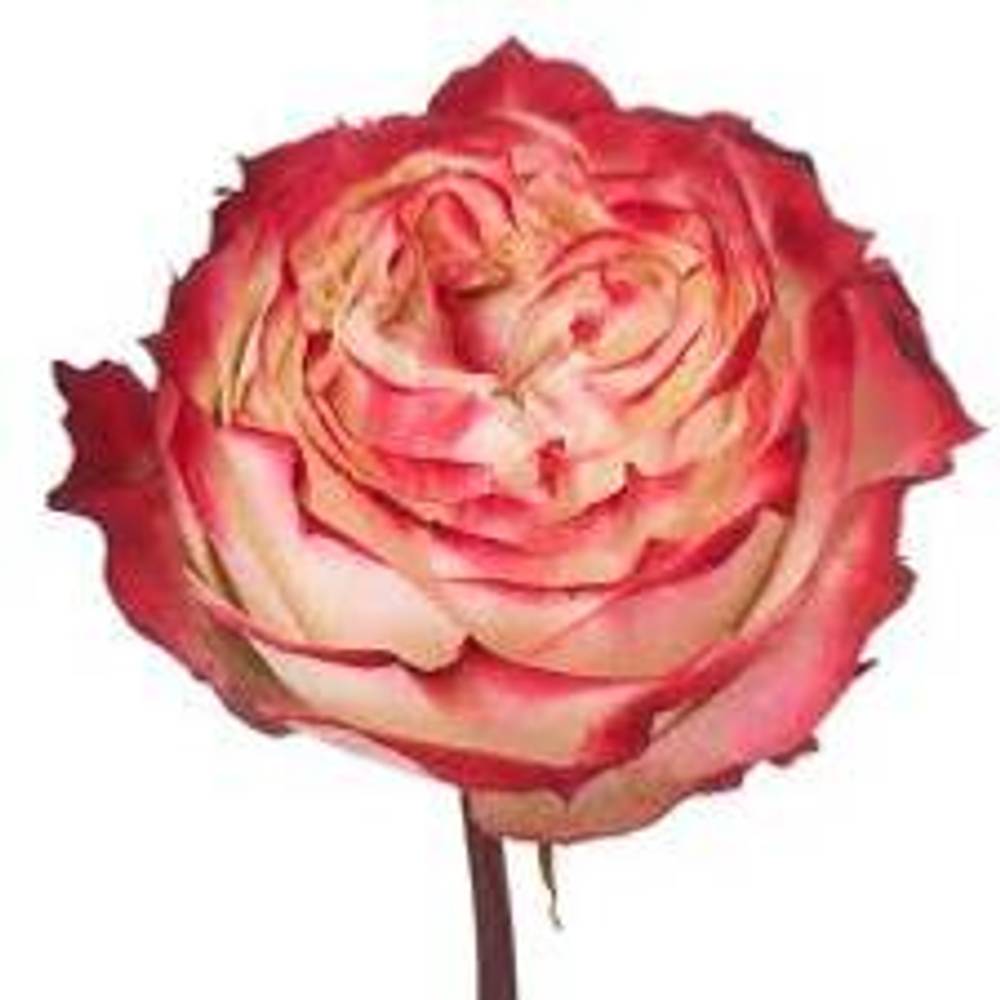 Rose rot/creme Apple Jack 50cm