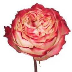 Rose rot/creme Apple Jack 50cm