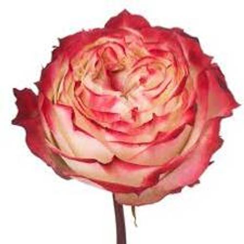 Rose rot/creme Apple Jack 50cm