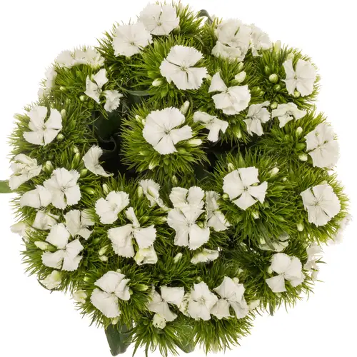Bartnelke weiss Sweet Will White 40cm
