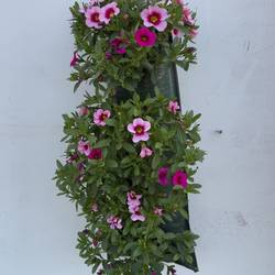 Calibrachoa pink Wandhänger H045