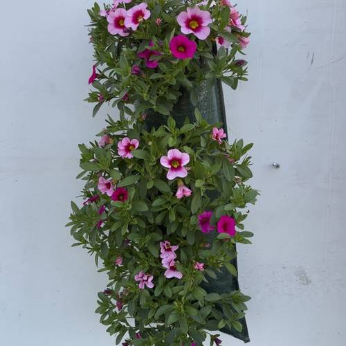 Calibrachoa rosa mix Wandhänger Pink H045