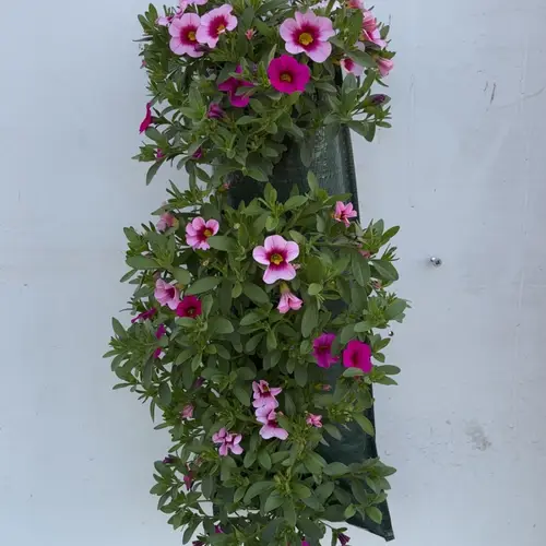 Calibrachoa rosa mix Wandhänger Pink H045
