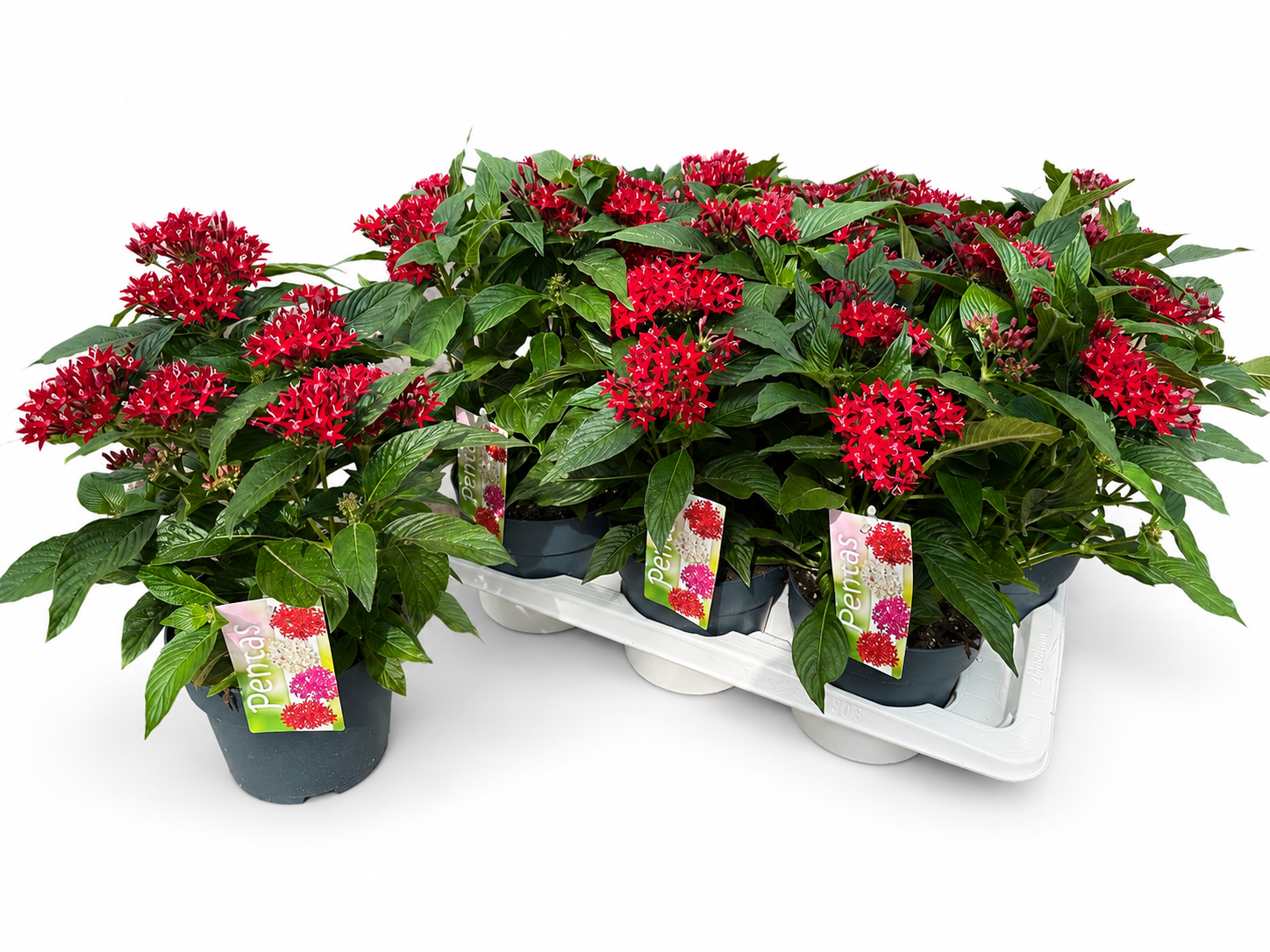 Pentas rot T17 H028