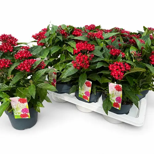 Pentas rot T17 H028