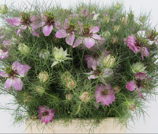 Nigella rosa pro bund 45cm