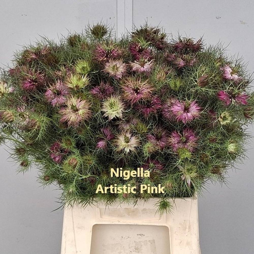 Nigella rosa pro bund 45cm
