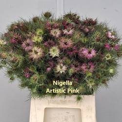 Nigella rosa pro bund 45cm