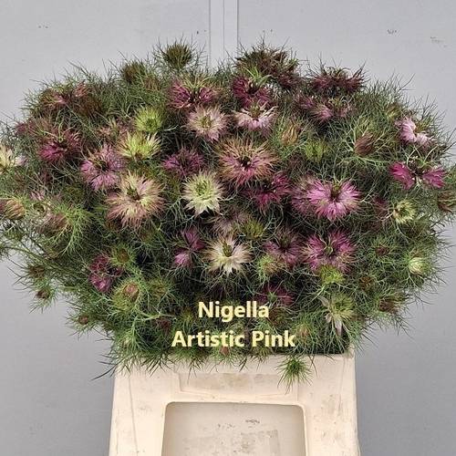 Nigella rosa pro bund 45cm