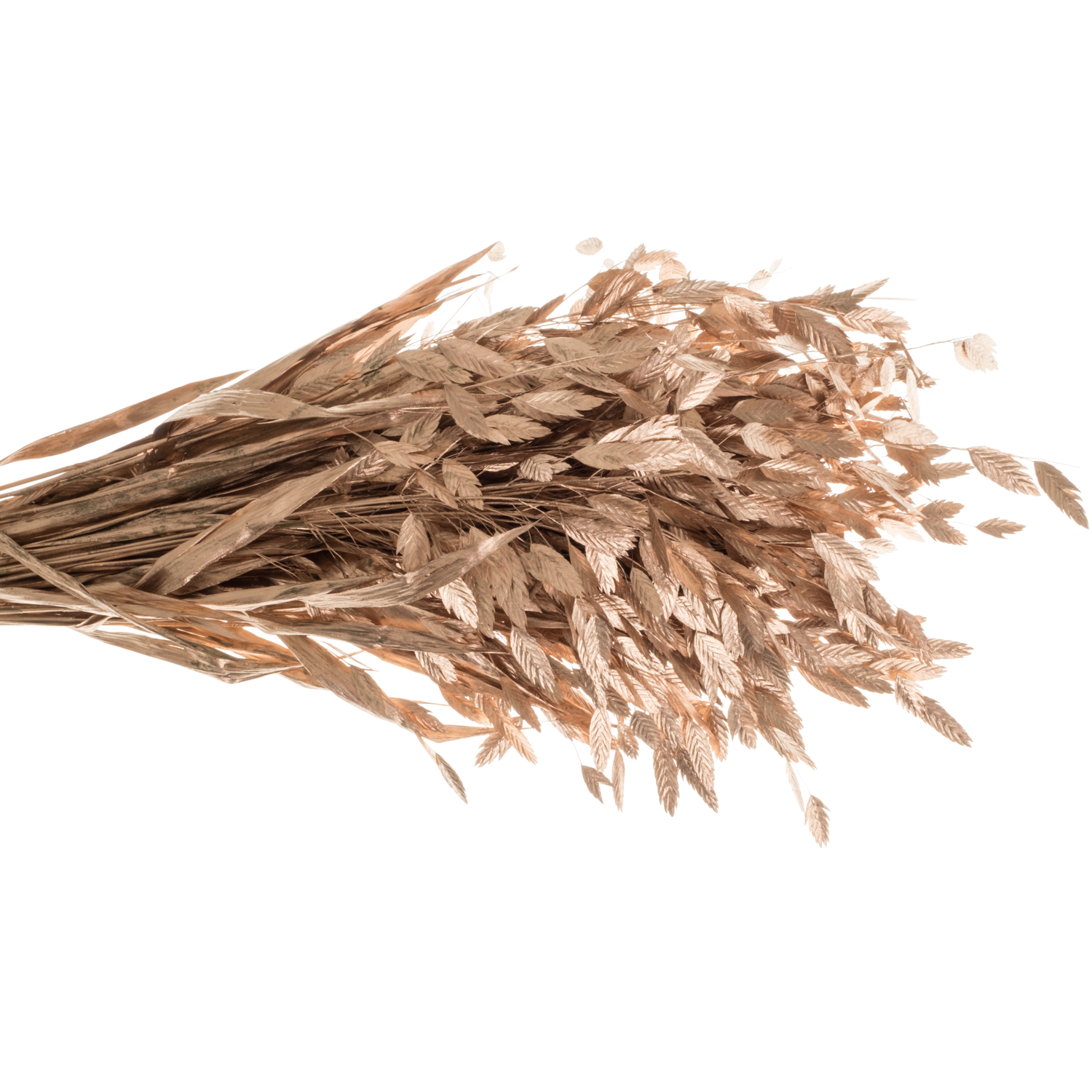 Chasmanthium Metallic Rose Gold gefärbt Gef  70cm