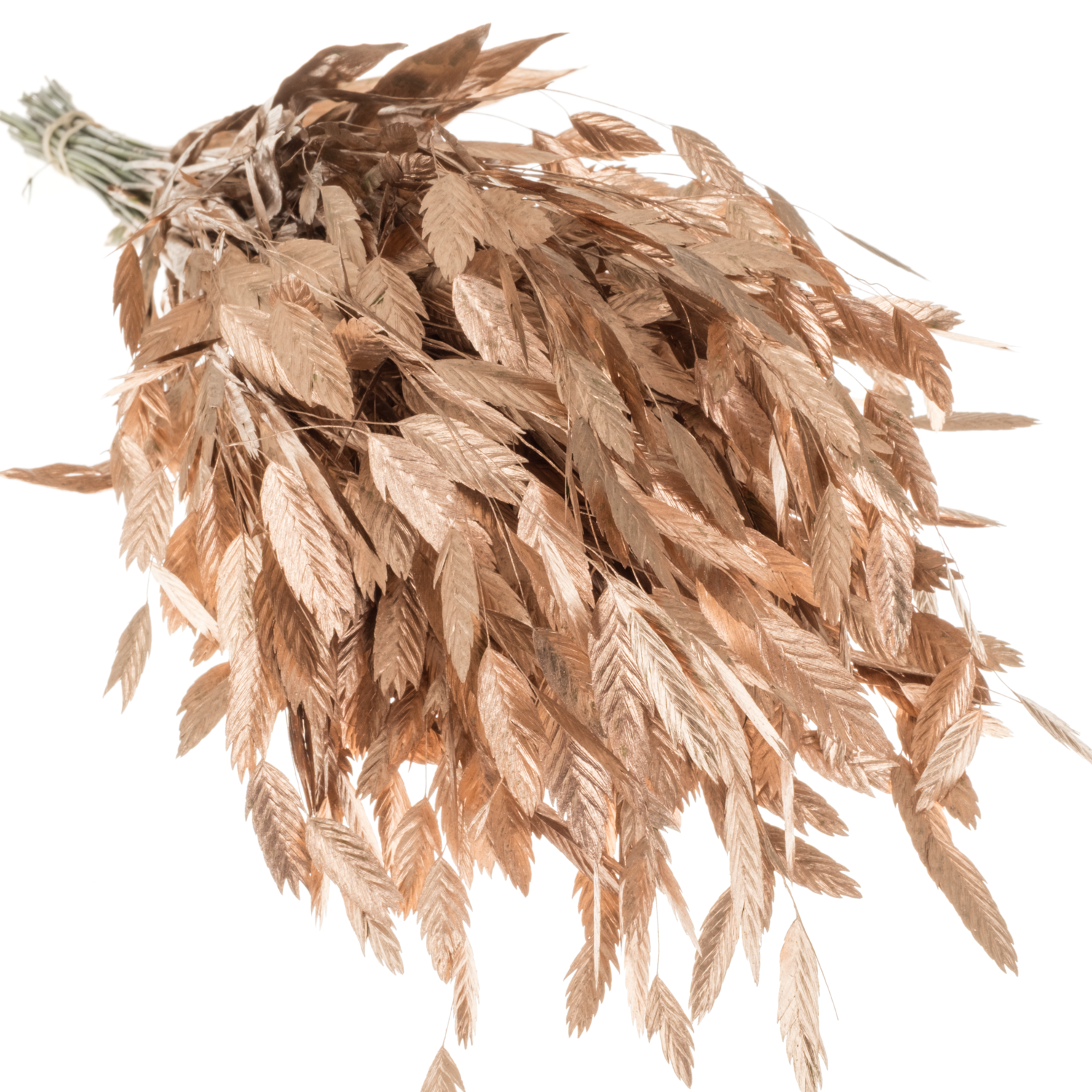 Chasmanthium Metallic Rose Gold gefärbt Gef  70cm