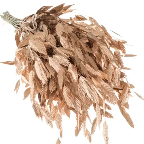 Chasmanthium Metallic Rose Gold gefärbt Gef  70cm