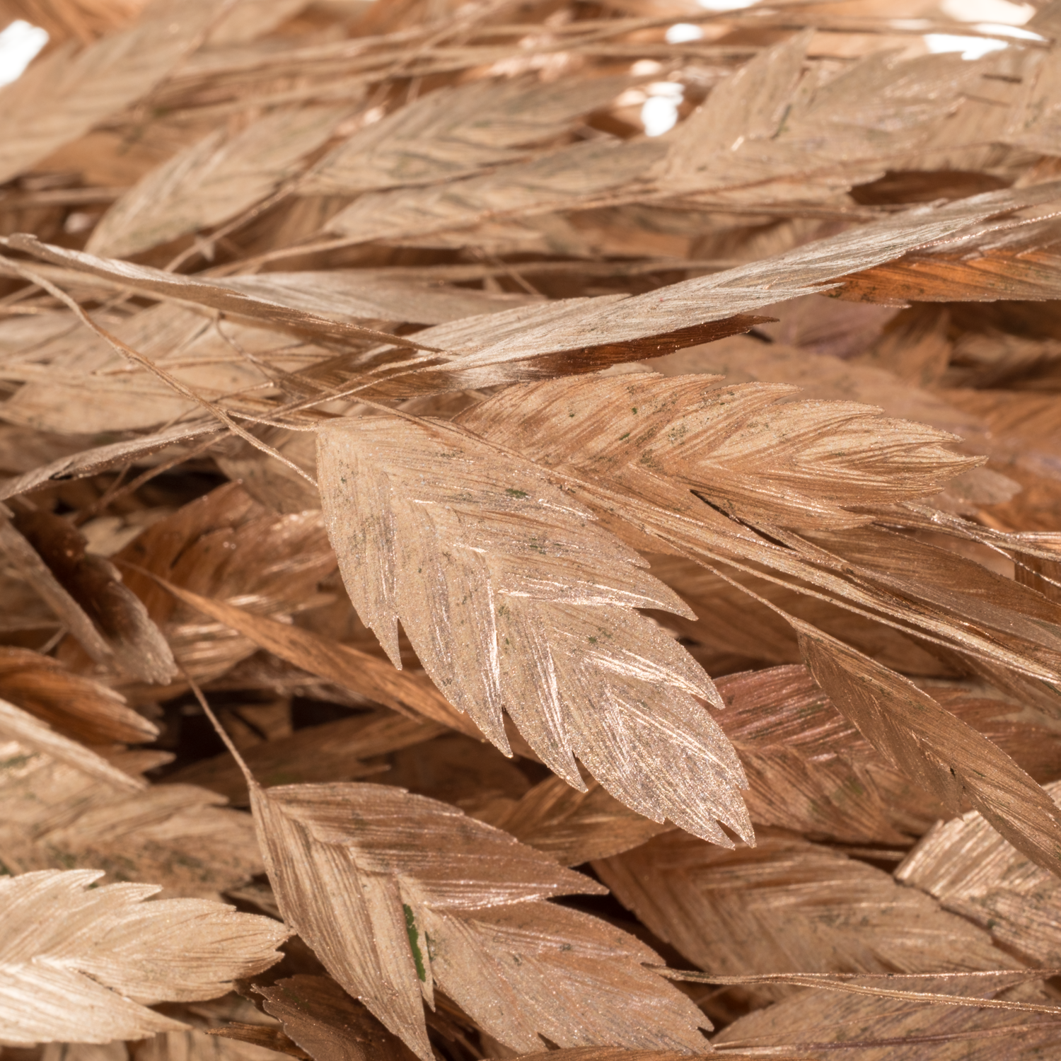 Chasmanthium Metallic Rose Gold gefärbt Gef  70cm